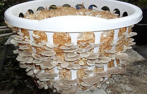 Growing Mushrooms in Straw Bales & How to Preserve Mushrooms